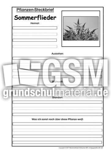 Pflanzensteckbrief-Sommerflieder-SW.pdf